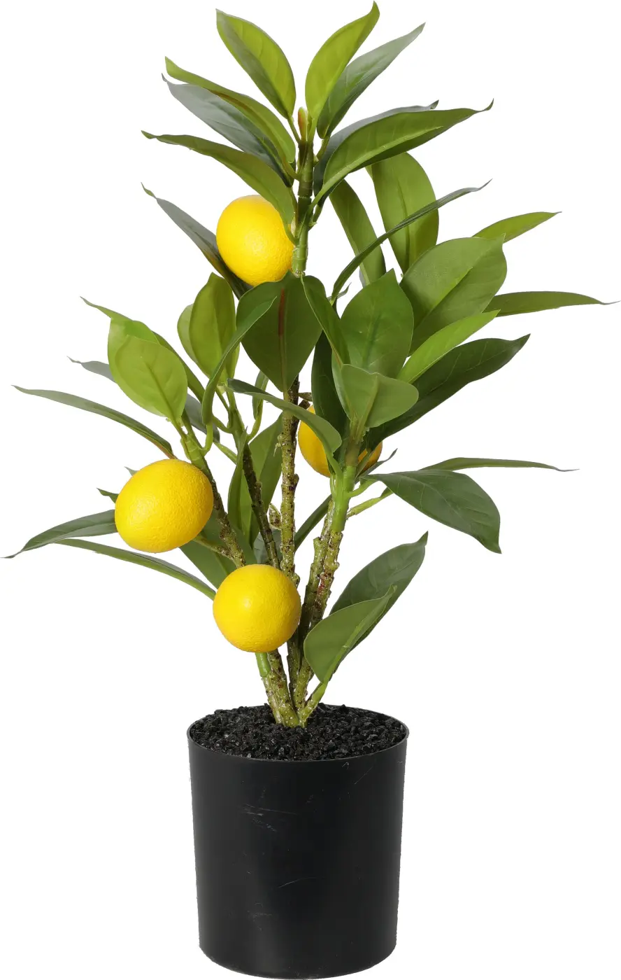 Dekopflanze Zitronenbaum 43 cm