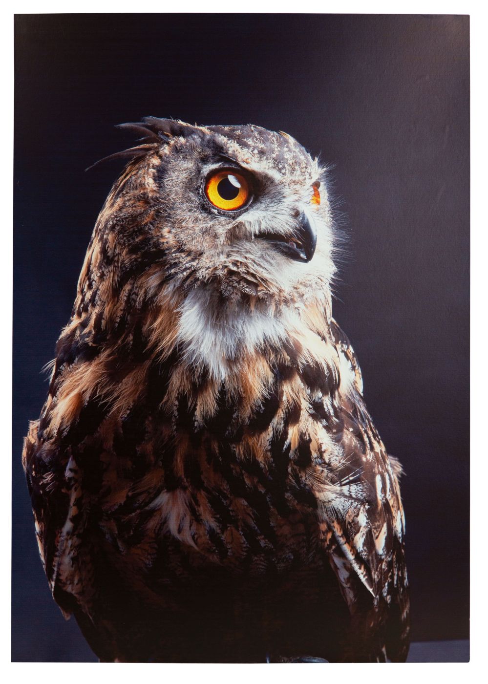 Deko-Panel Jad Owl 68 x 98 cm