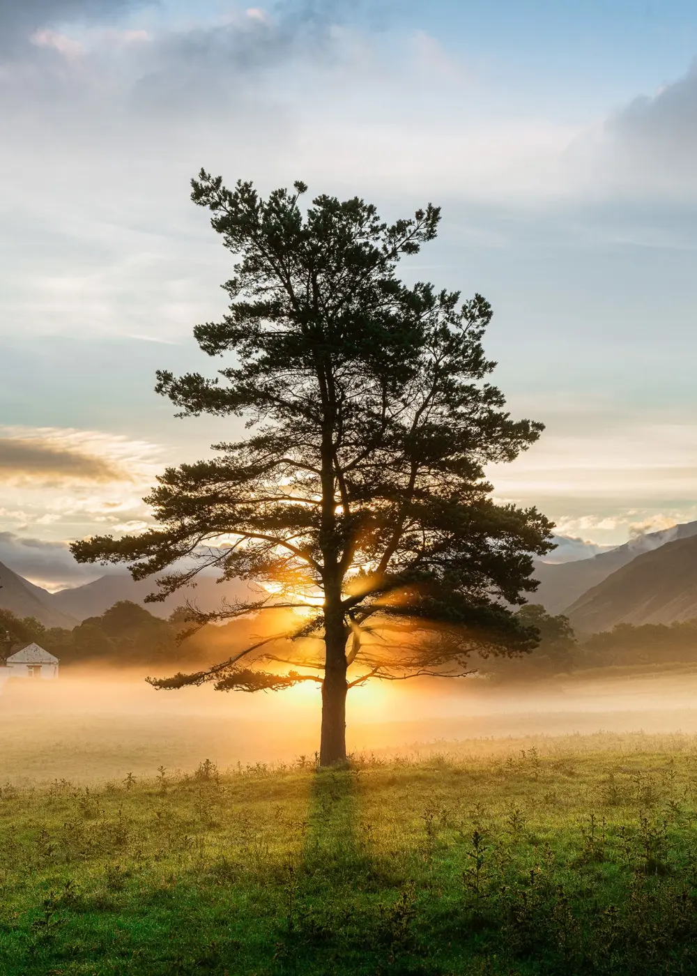 Glasbild Lone Tree