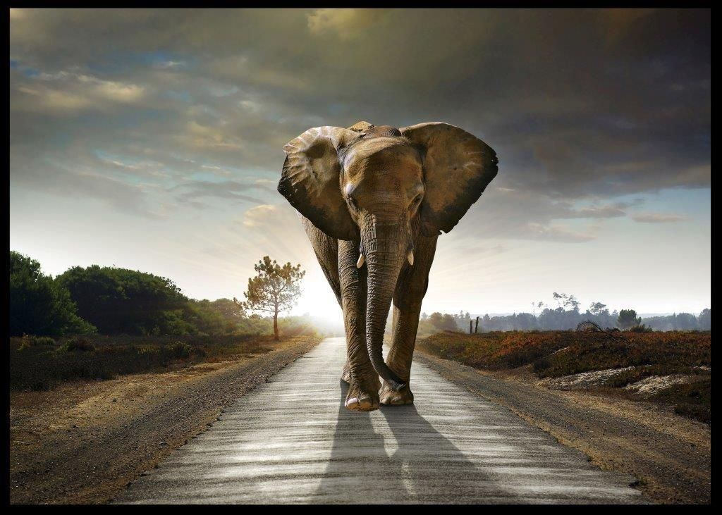 Bild gerahmt Taira Elefant 100 x 140