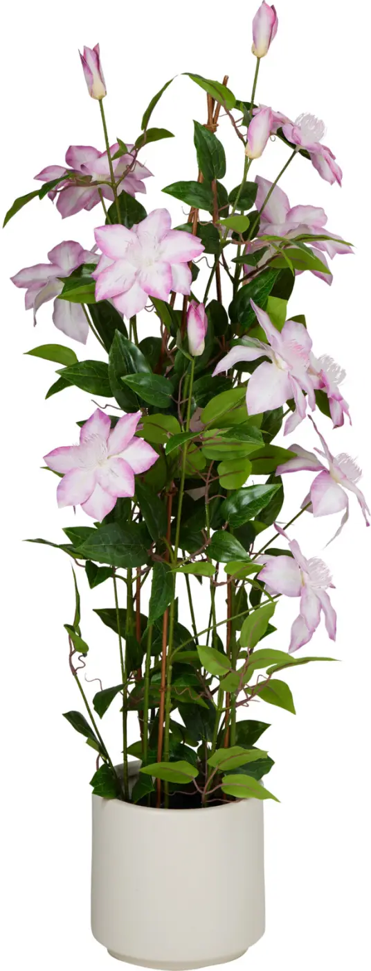 Dekokletterpflanze im Topf