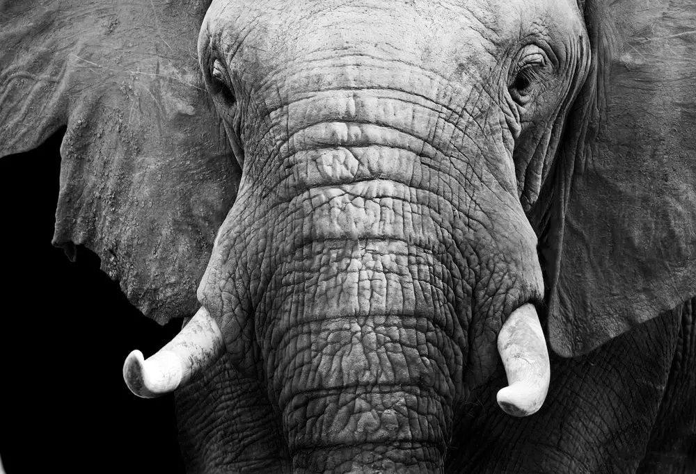 Deko-Panel Elefant 99 x 140 cm