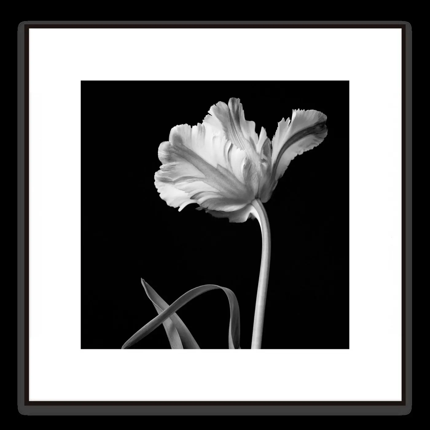 Wanbild Tulip