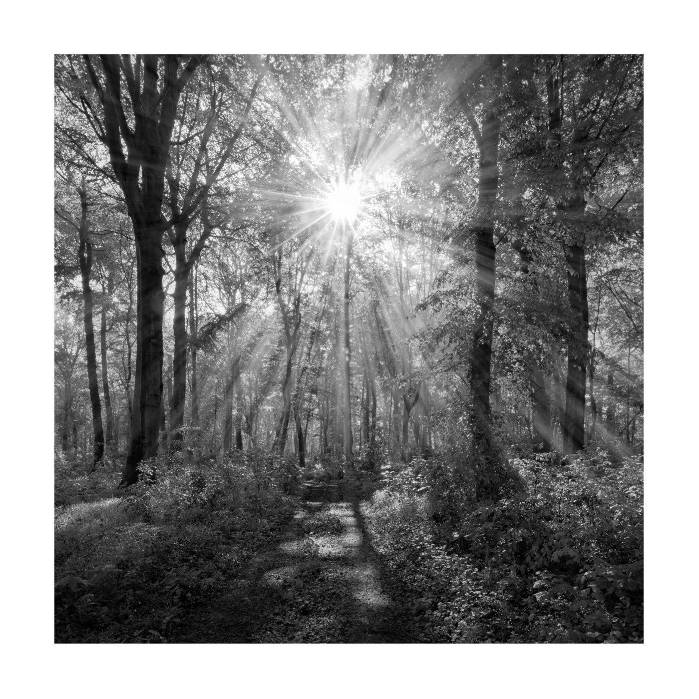 Bild gerahmt Danja Sunny Forest 35 x 35 cm