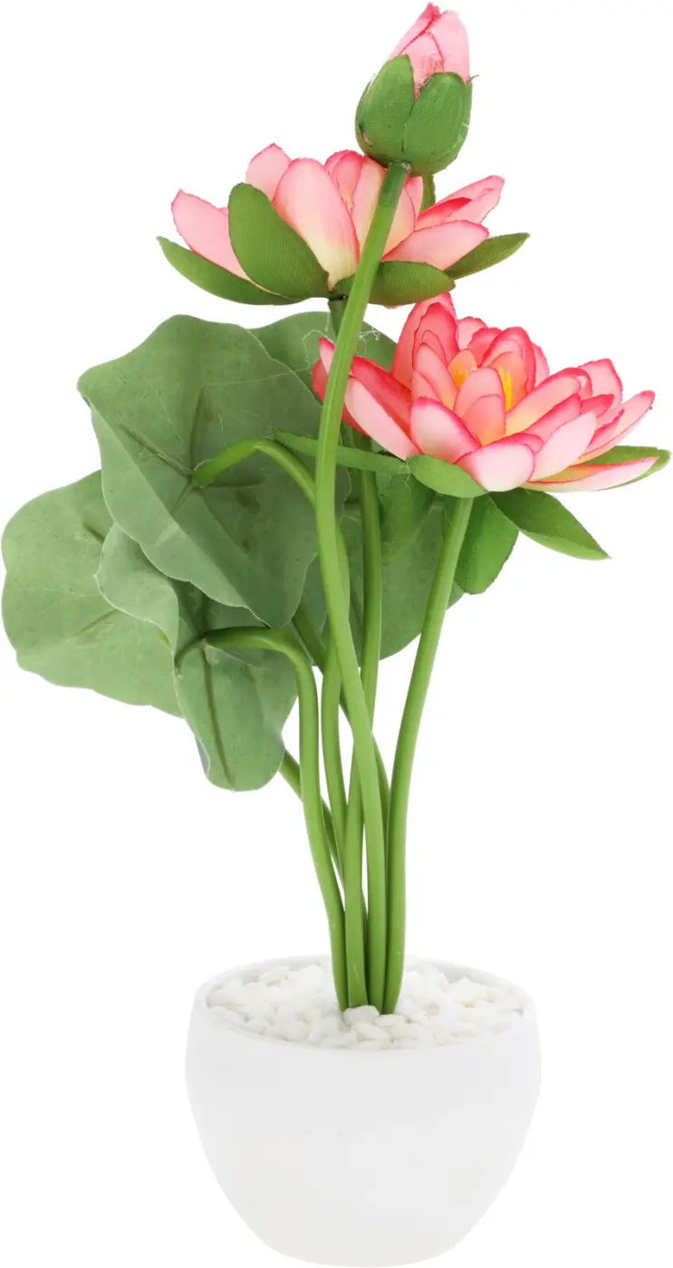 Deko-Pfingstrosen im Topf 