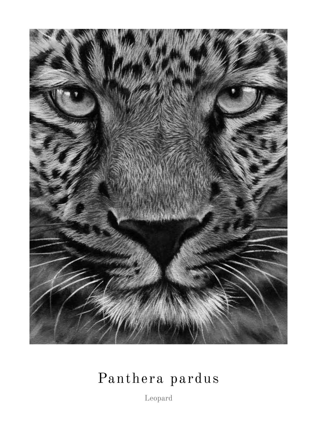 Bild gerahmt Lorna Leopard Portrait