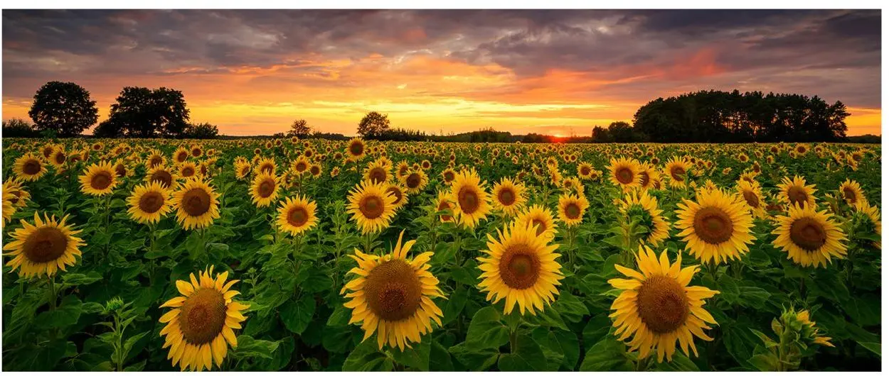 Glasbild Sunflowers 50 x 125 cm