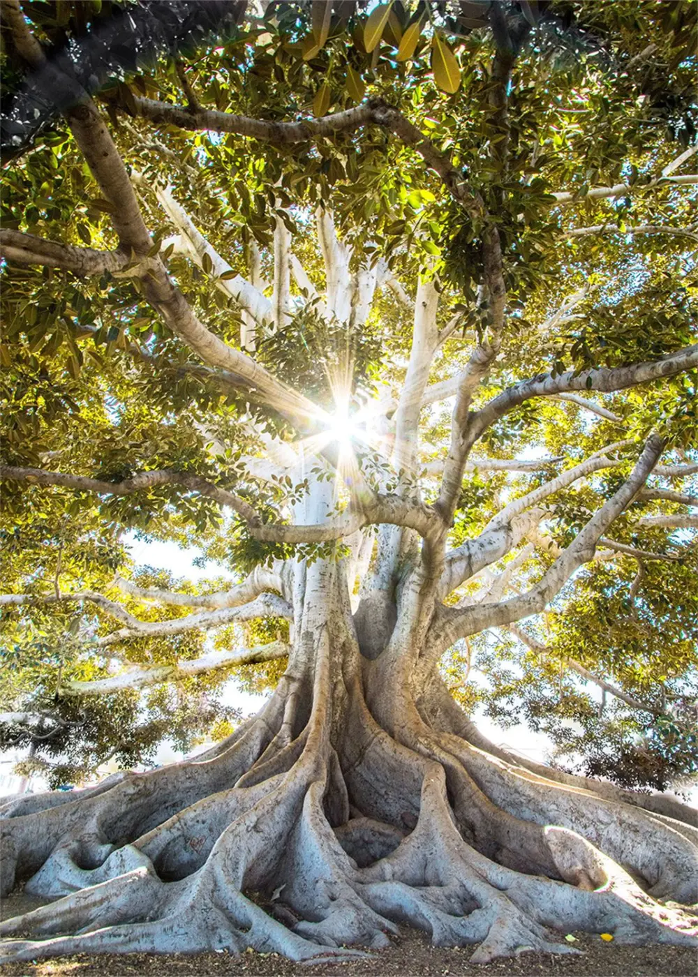 Glasbild Clear Tree